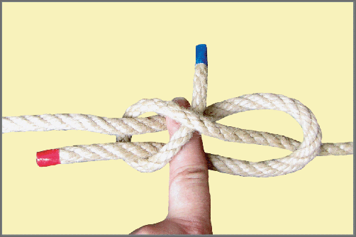 Seemannsknoten - Schotstek / Anleitung Schritt 4: Legen Sie das dünne Ende erneut über den Zeigefinger und führen Sie es am Finger entlang nach oben.